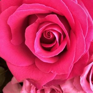 Meet your Posher, Lucia